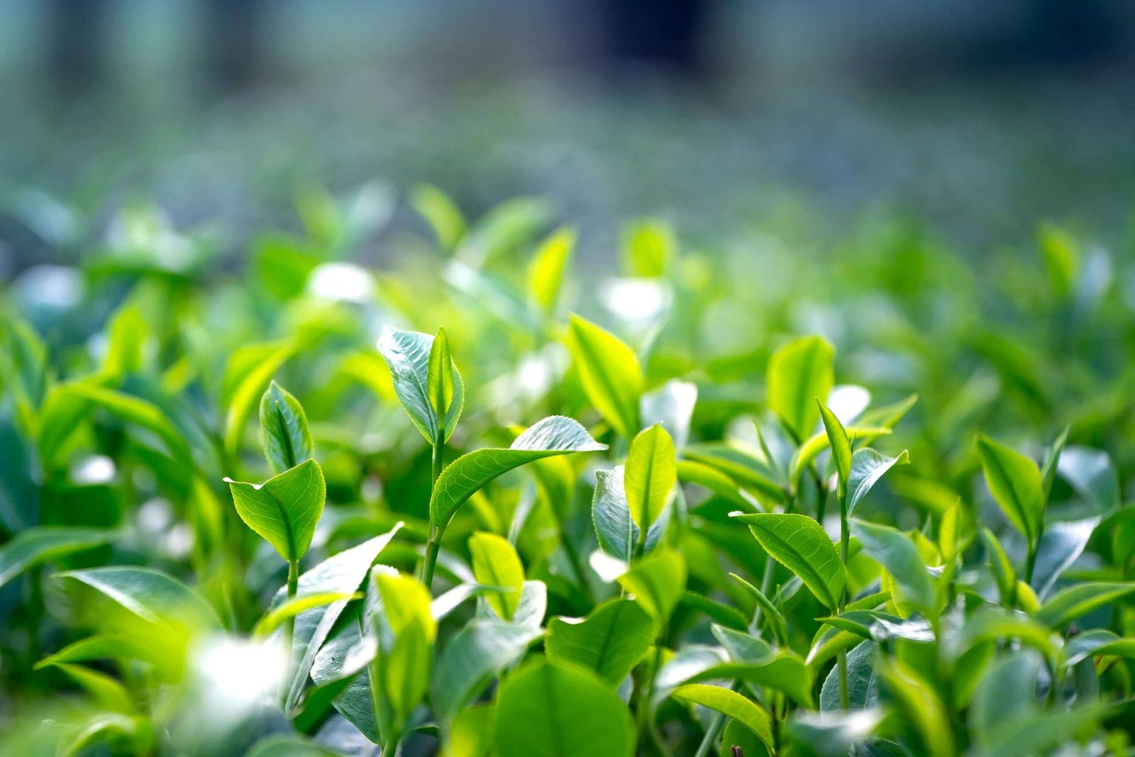 Close-up of vibrant green tea leaves growing in a lush outdoor field.
